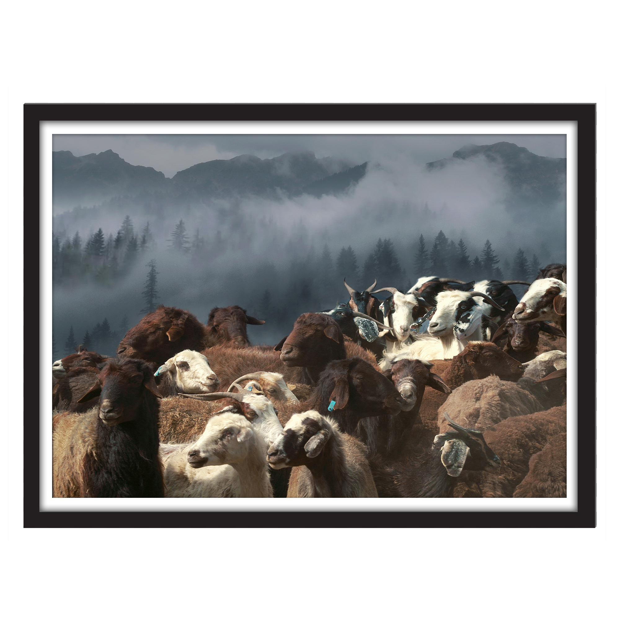 Sheep _MCK 9